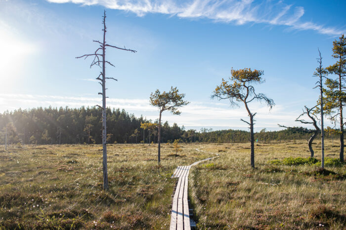 suo, jossa muutama mänty ja pitkospuut