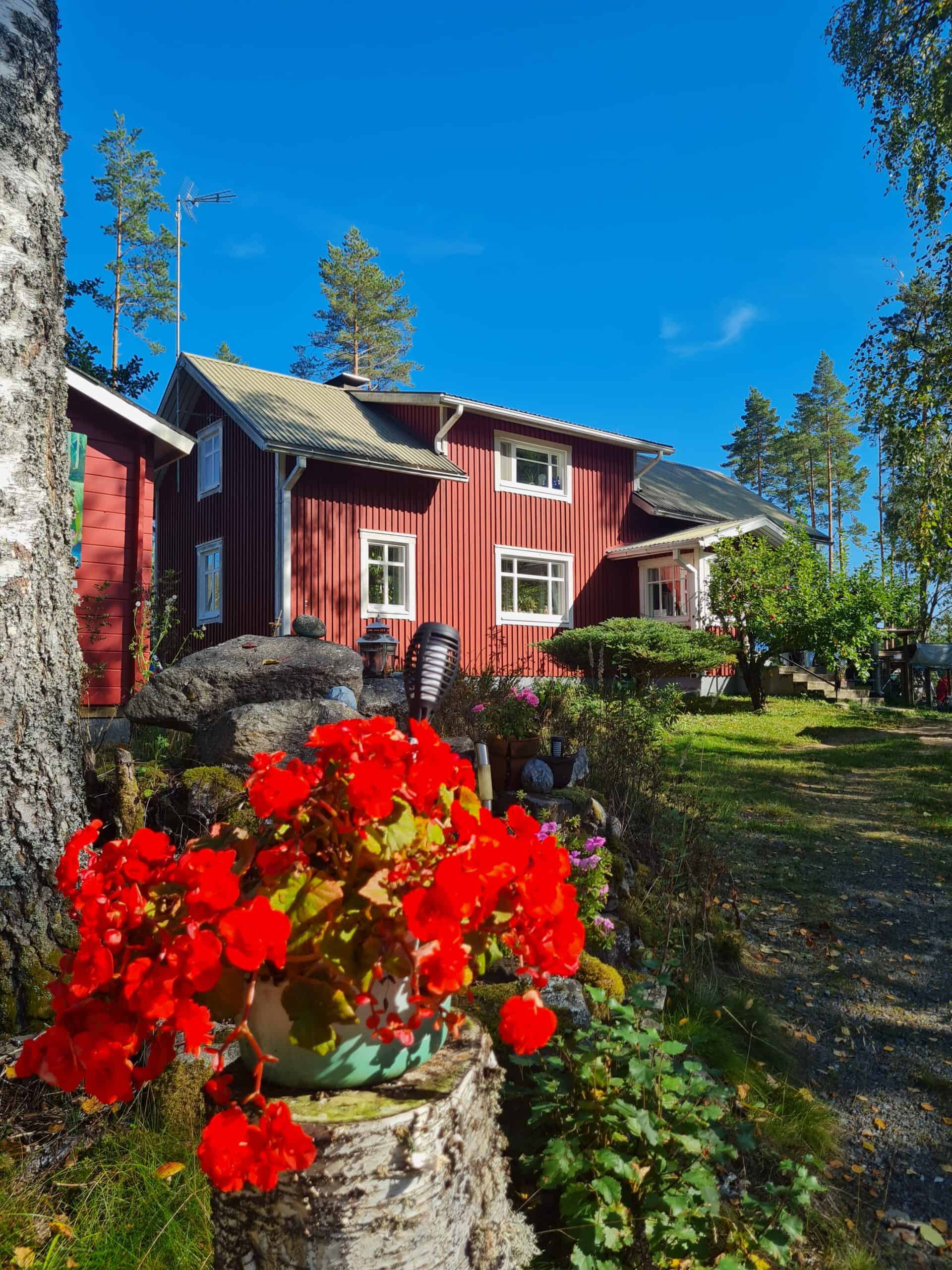 Punainen puutalo, sininen kesätaivas, mäntyjä koivuja omenapuu, koivunkannon päällä punainen begonia kukka, vihreää nurmea.
