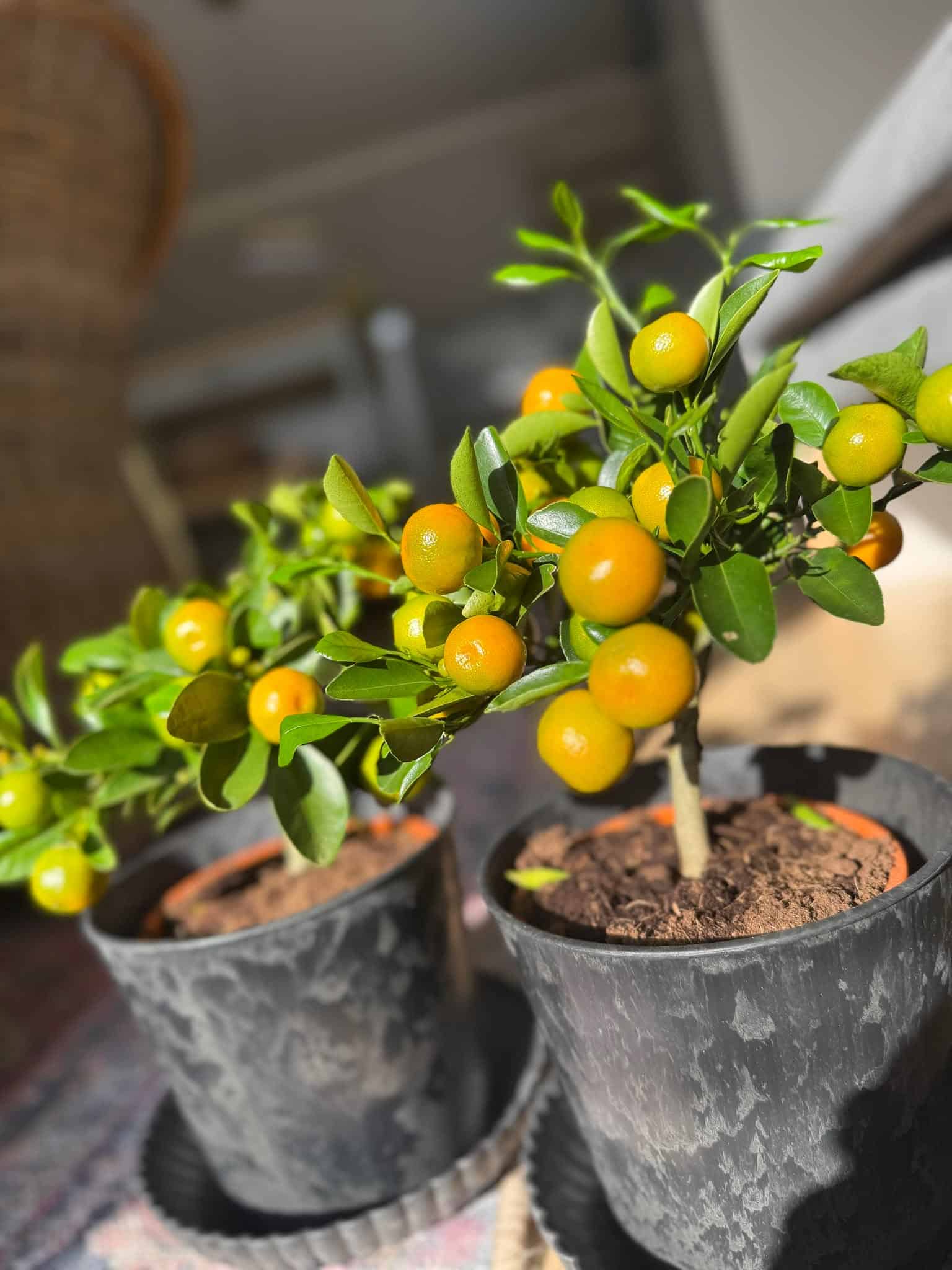 "Appelsiinipuu pöydällä"