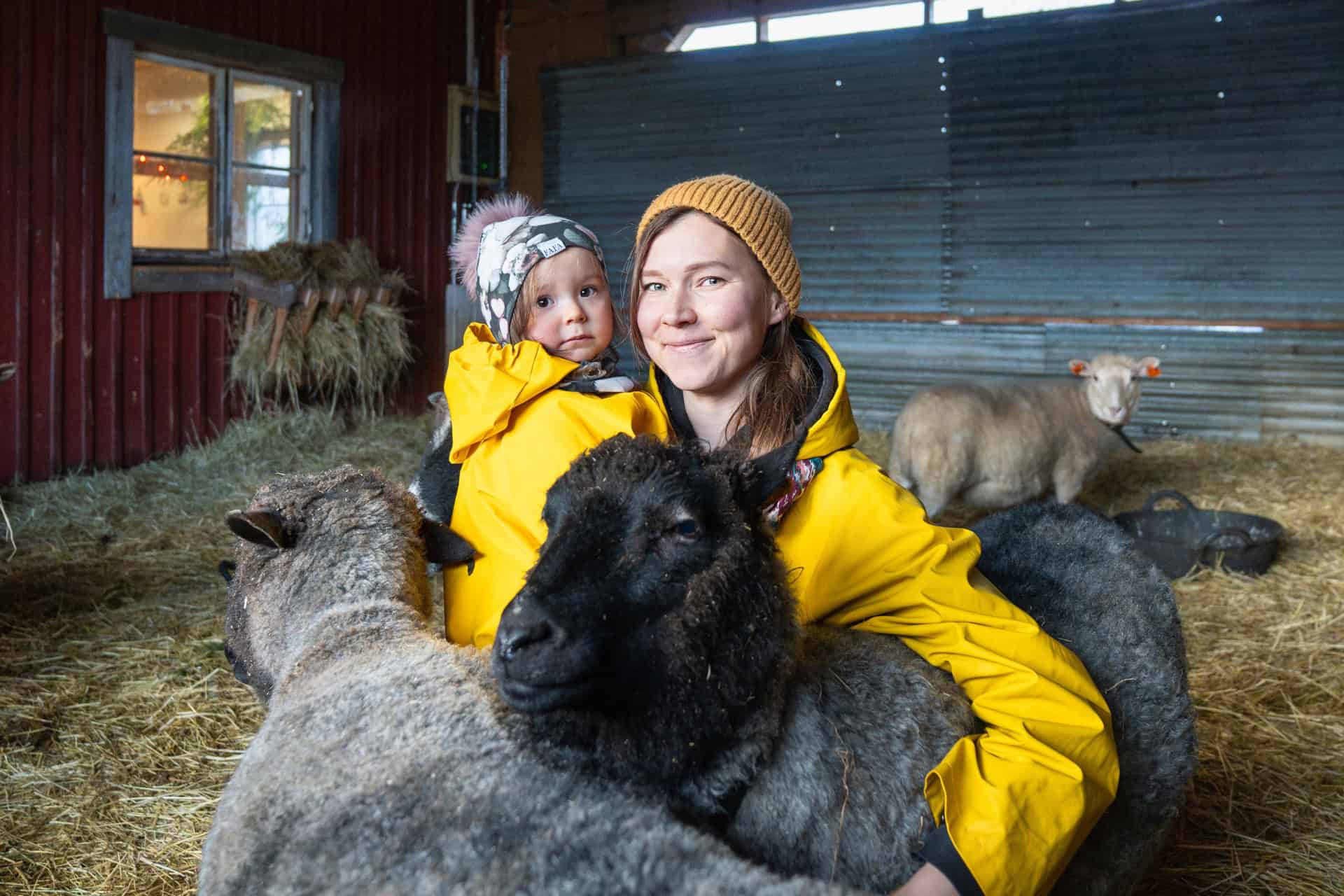 "Kaksi henkilöä, kolme lammasta, heinää."